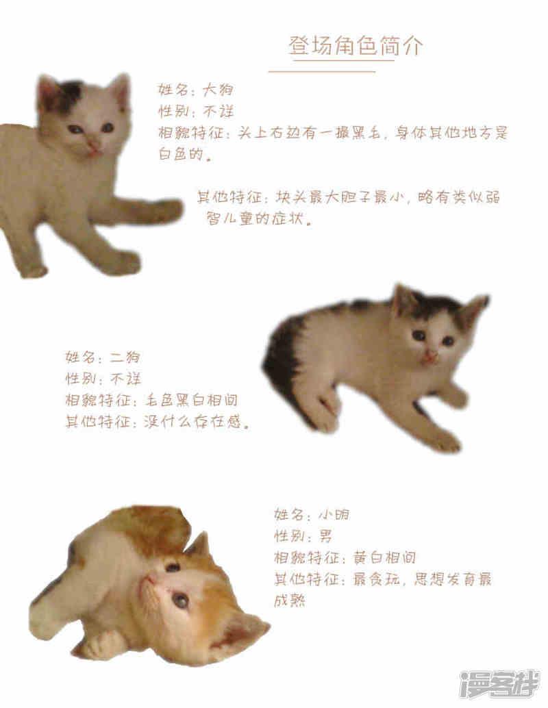 赠品！猫仔！-0